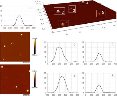 Novel Phenobarbital-Loaded Nanostructured Lipid Carriers for Epilepsy Treatment: From QbD to In Vivo Evaluation